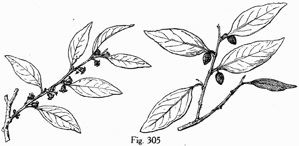 Fig. 305