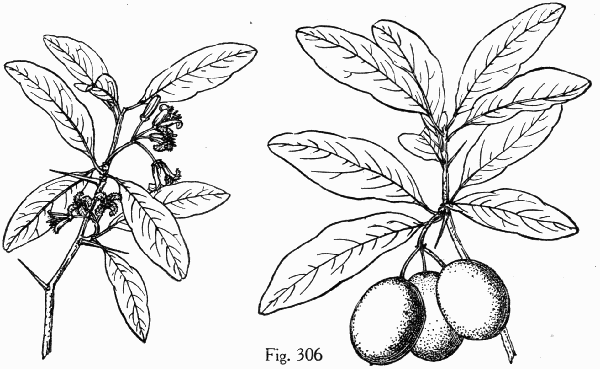 Fig. 306