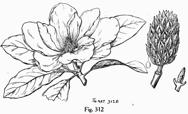 Fig. 312