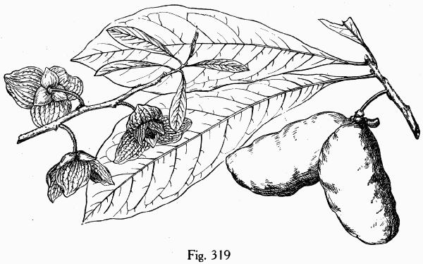Fig. 319