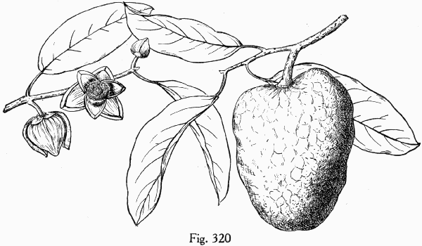 Fig. 320