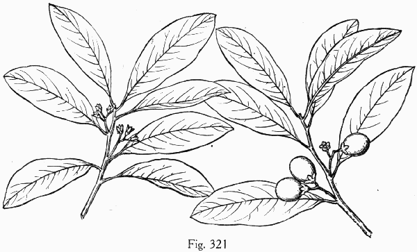 Fig. 321