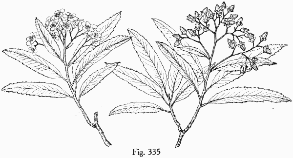Fig. 335