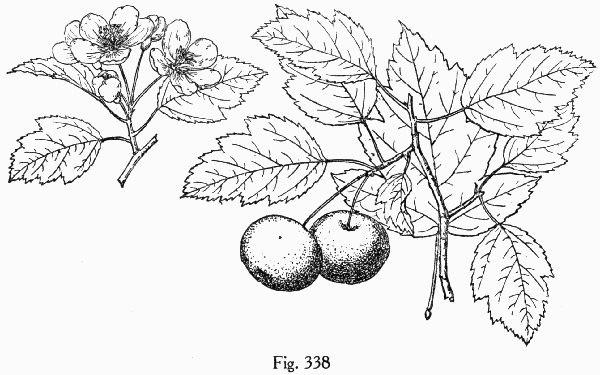 Fig. 338