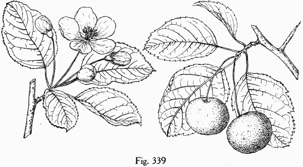 Fig. 339