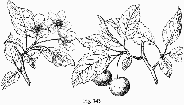 Fig. 343