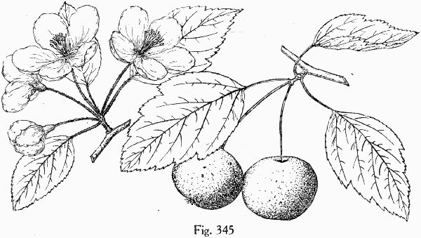Fig. 345