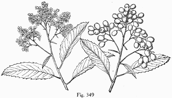 Fig. 349