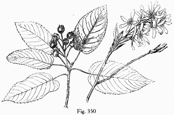 Fig. 350
