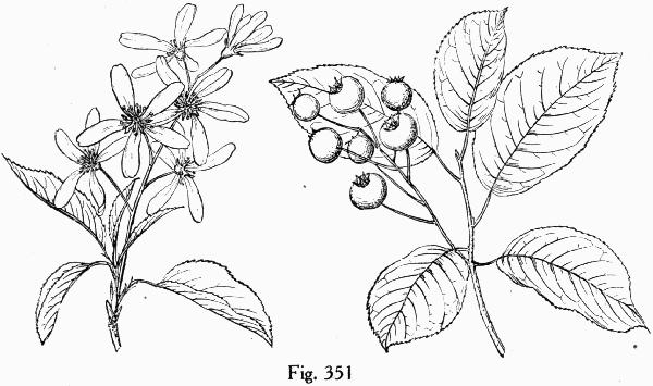 Fig. 351