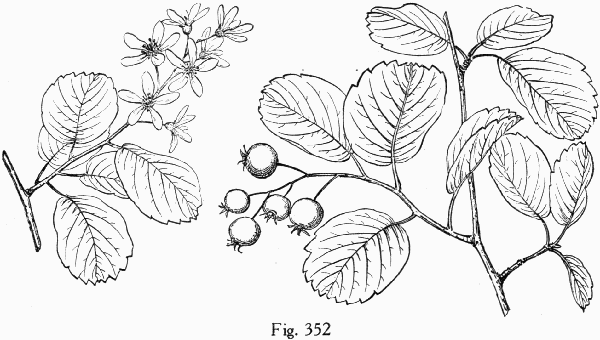 Fig. 352