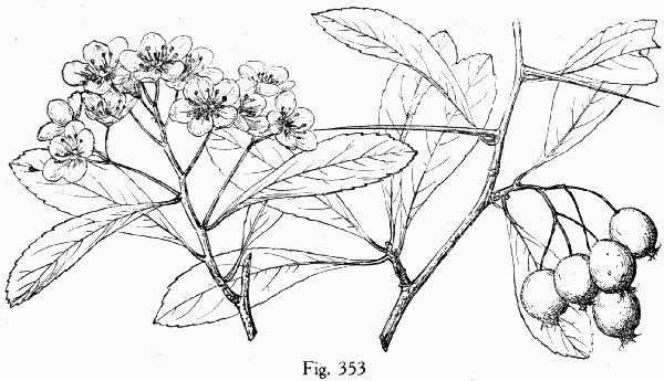 Fig. 353