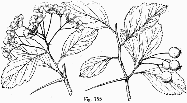 Fig. 355