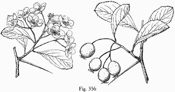 Fig. 356