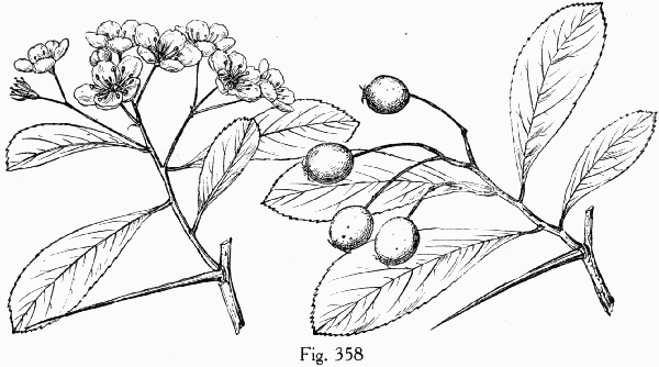 Fig. 358