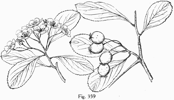 Fig. 359