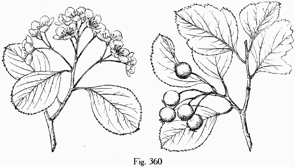 Fig. 360