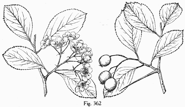 Fig. 362