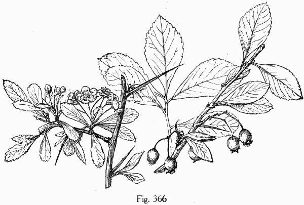 Fig. 366