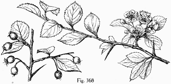 Fig. 368