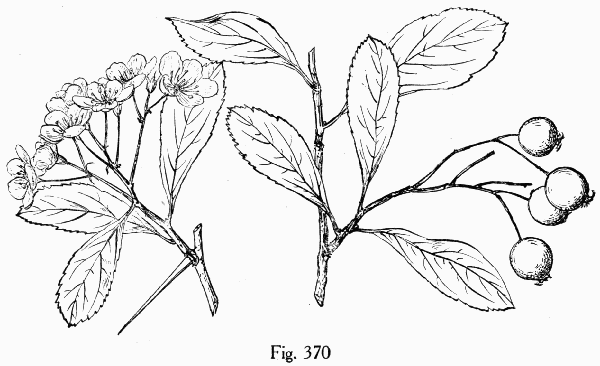 Fig. 370