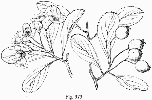Fig. 373