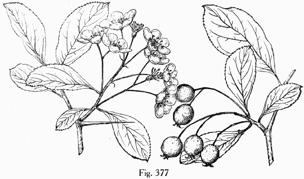 Fig. 377