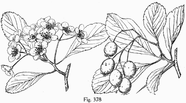 Fig. 378