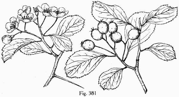 Fig. 381