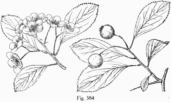 Fig. 384