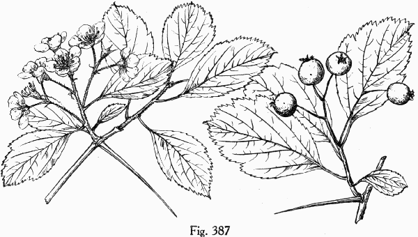 Fig. 387