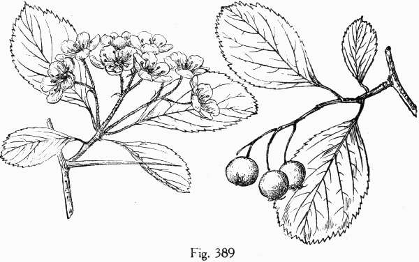 Fig. 389