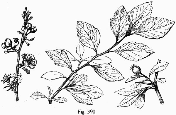 Fig. 390