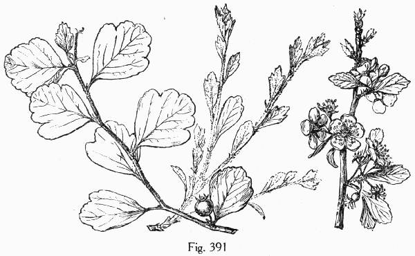 Fig. 391