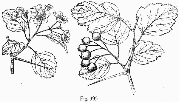 Fig. 395