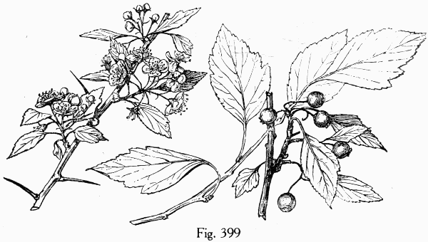 Fig. 399