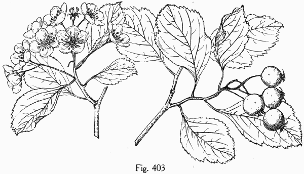 Fig. 403