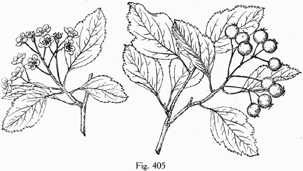 Fig. 405