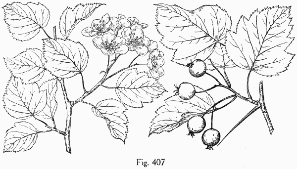 Fig. 407