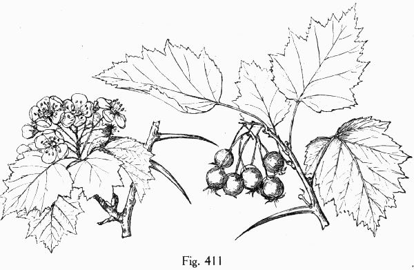 Fig. 411