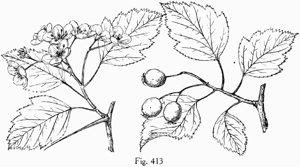 Fig. 413