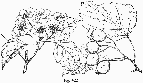 Fig. 422