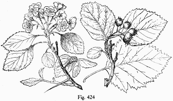 Fig. 424