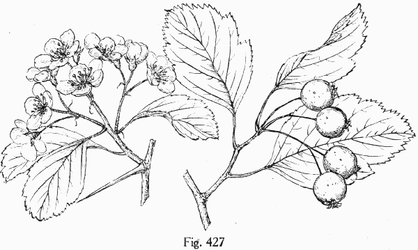 Fig. 427