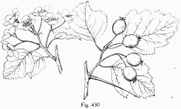 Fig. 430