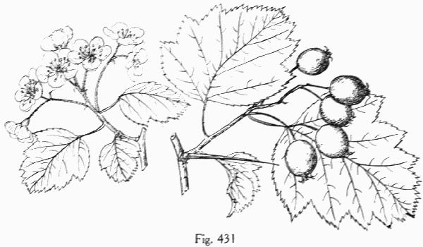 Fig. 431