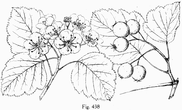 Fig. 438