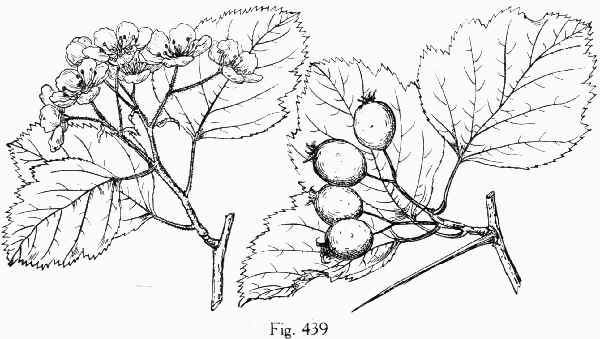 Fig. 439