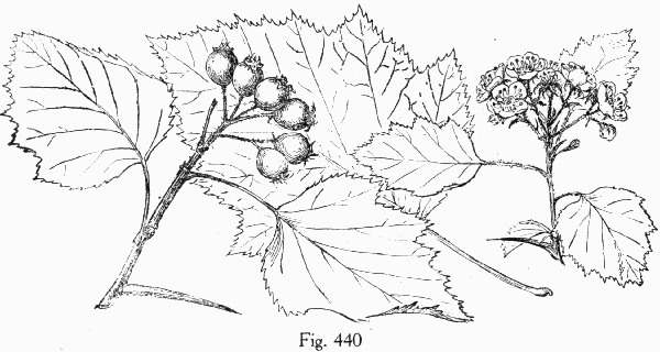 Fig. 440