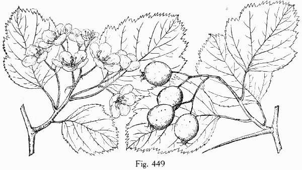 Fig. 449